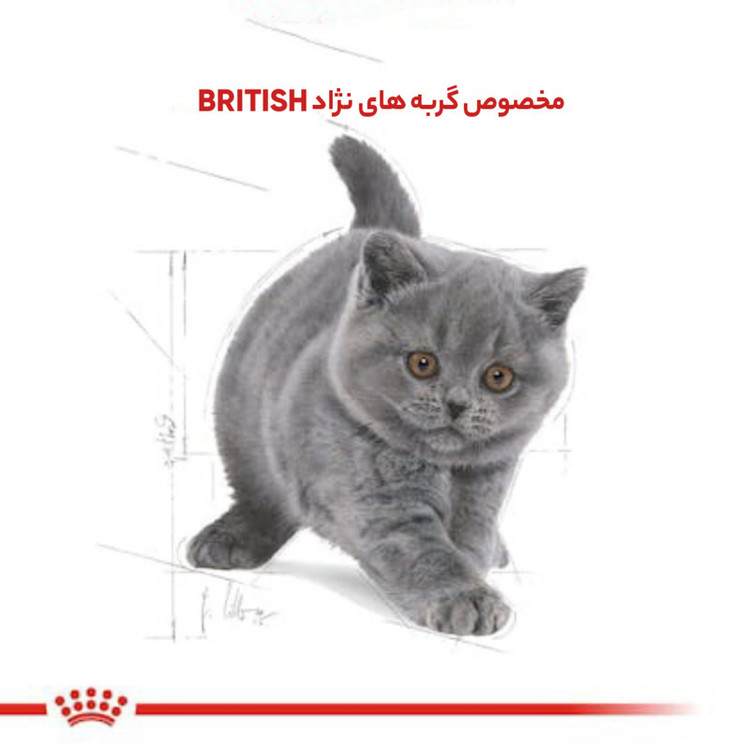 غذای خشک بچه گربه بریتیش رویال کنین مدل British Shorthair Kitten وزن 2 کیلوگرم